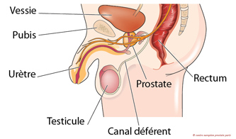 Schéma des organes génitaux masculins pour savoir comment avoir un orgasme prostatique.